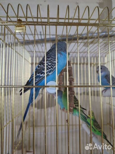 Волнистый попугай