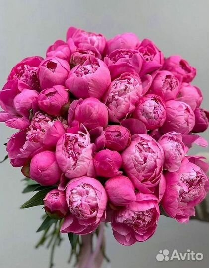 Пионы Цветы Доставка