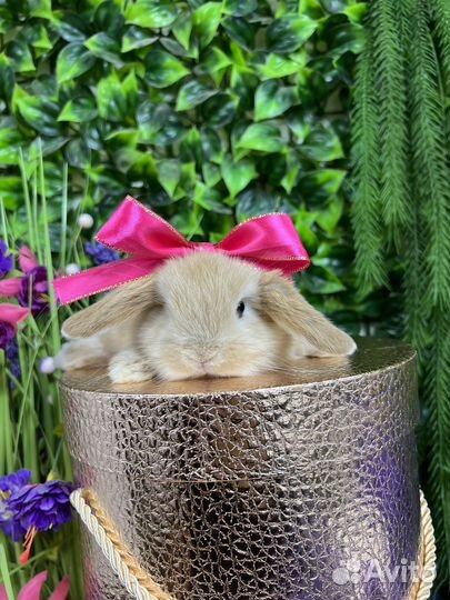 Мини кролики Царские