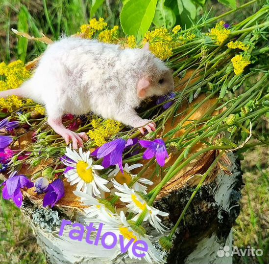 Крысята дамбо рекс