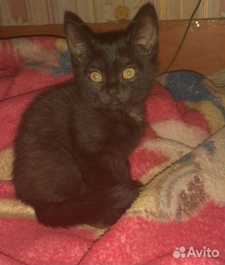 Отдам в добрые руки,на половину британки