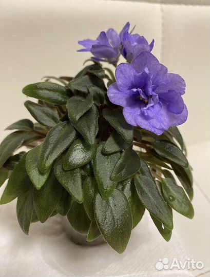 Фиалка мини трейлер Ле Букетик оригами