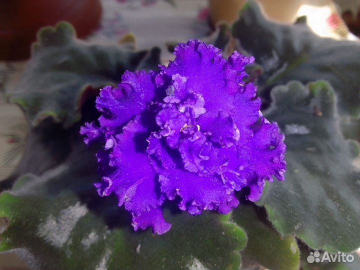 Сиреневая махровая фиалка