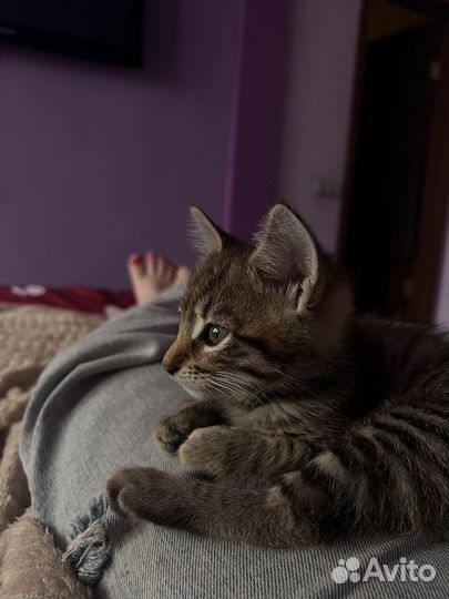 Кошечка