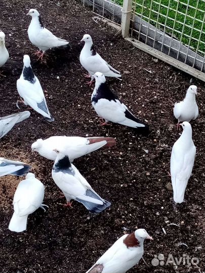 Бакинские голуби