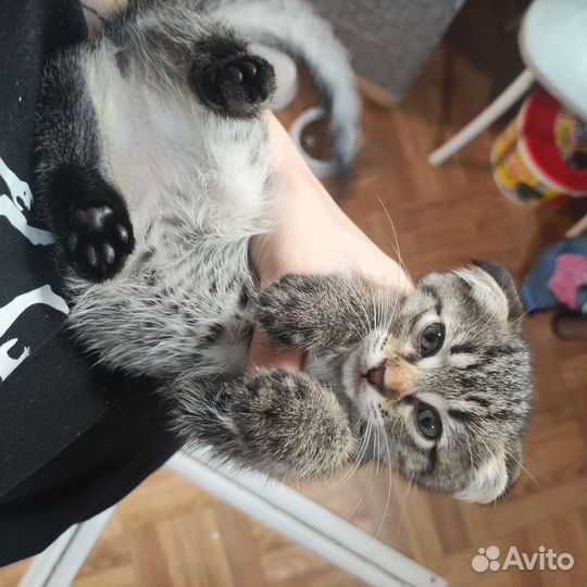 Котёнок