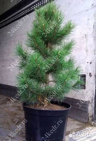 Сибирский кедр экстра класс. Саженцы