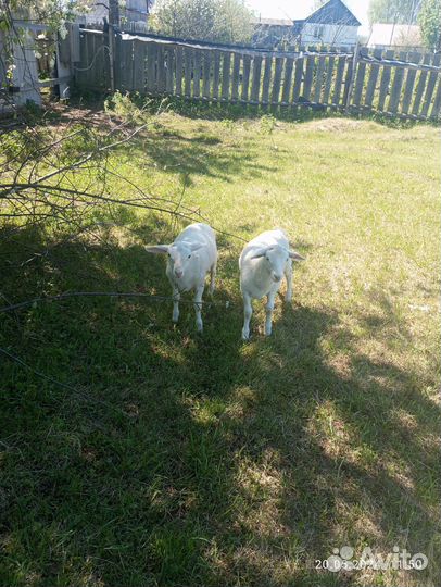 Ягнята Белый Дорпер
