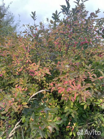 Бересклет европейский