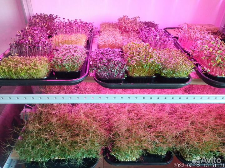 Микрозелень горох