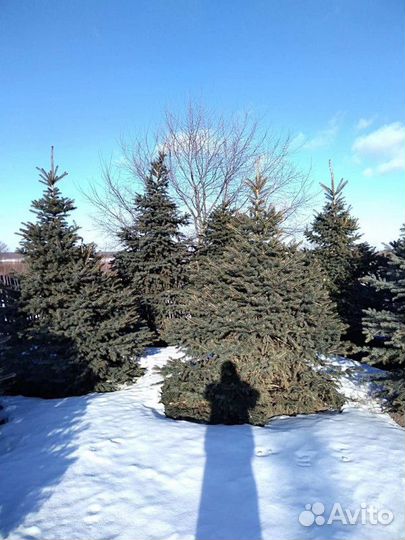 Ель Голубая колючая, крупномер