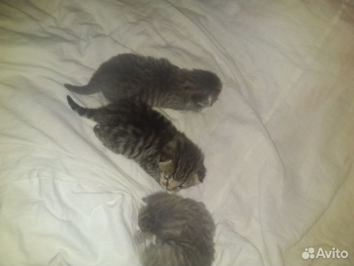 Отдам в добрые руки котят