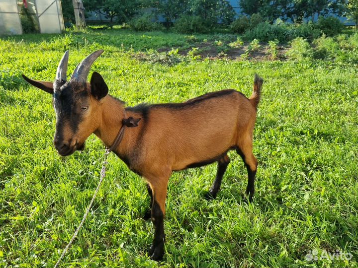 Породистый козлик на племя