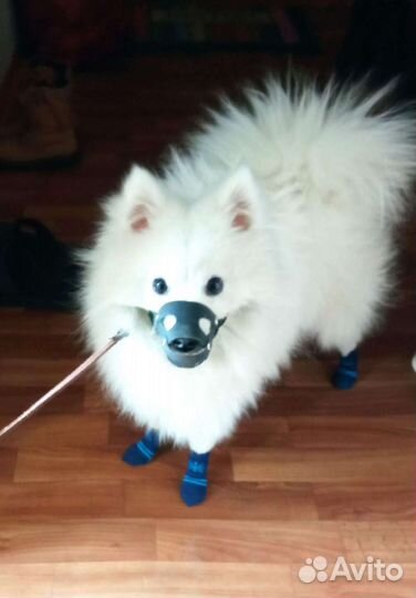 Японский шпиц вязка