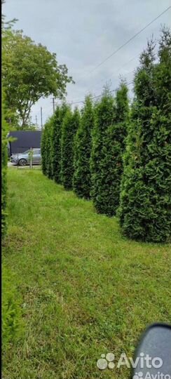 Туя Колумна