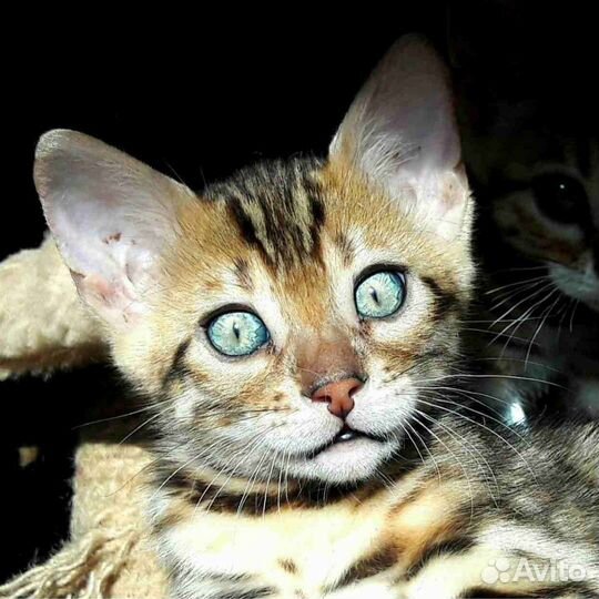 Бенгальские котята
