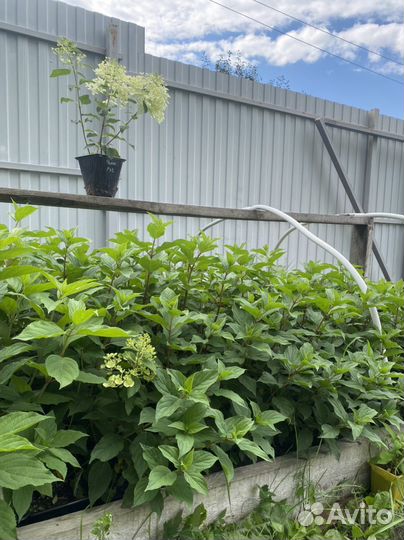 Растения для сада