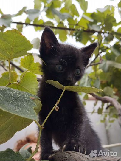 Котята Бесплатно