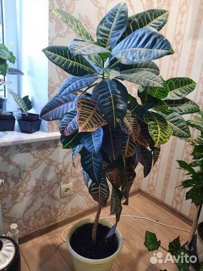 Кротон Петра