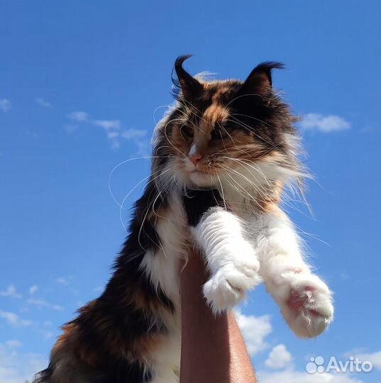 Кошечка Мейн кун