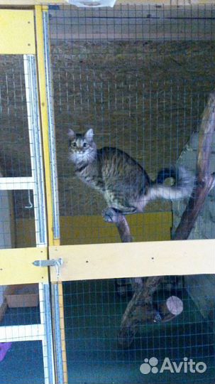 Передержка домашних животных