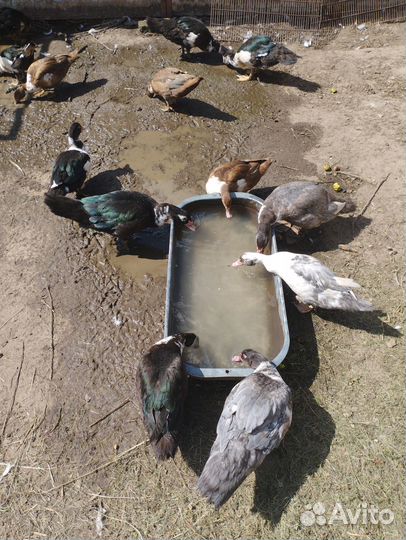 Индоутки, утки, селезни