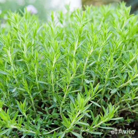 Рассада эстрагона(тархун)