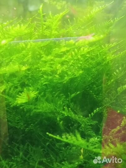 Излишки мха для аквариума
