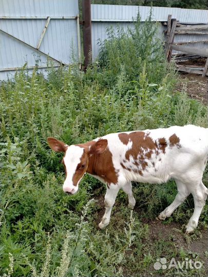 Тёлочка 3 недели