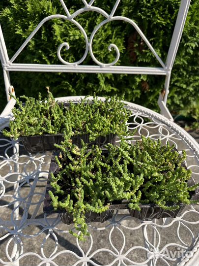 Мох цветущий