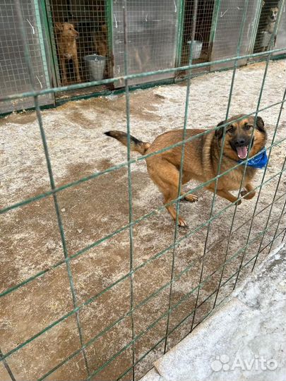 Самый ласковый пёсик в приюте