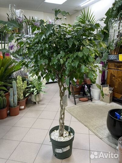 Фикус Бенджамина