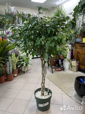 Фикус Бенджамина