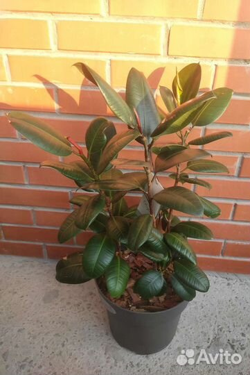 Фиалка замик фикус клузия филодендрон антуриум