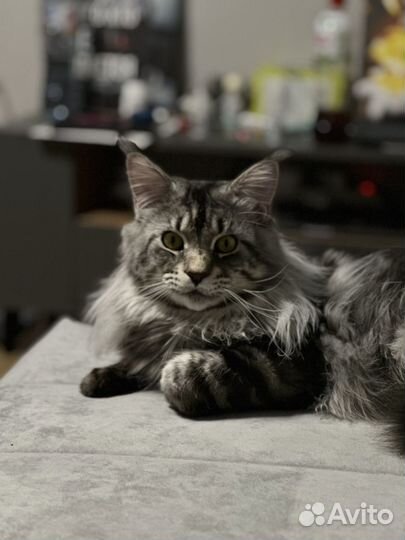 Мейн-кун вязка