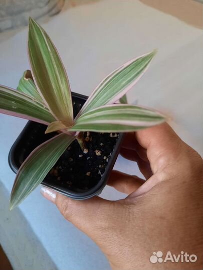 Рэо триколор. Рэо ситара голд