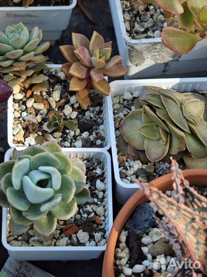 Суккуленты разные