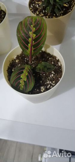 Маранта триколор