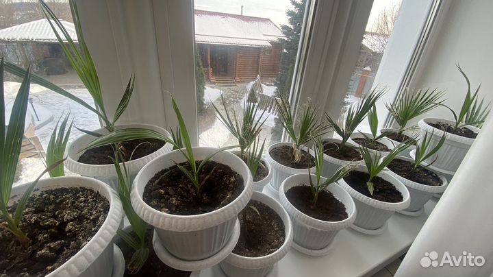 Пальма Вашингтония нитевидная выращена из семян