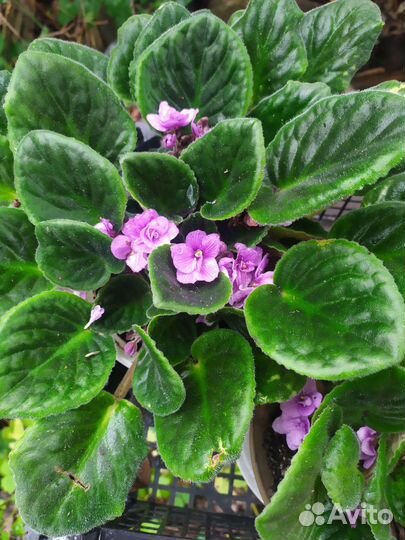 Цветущая фиалка