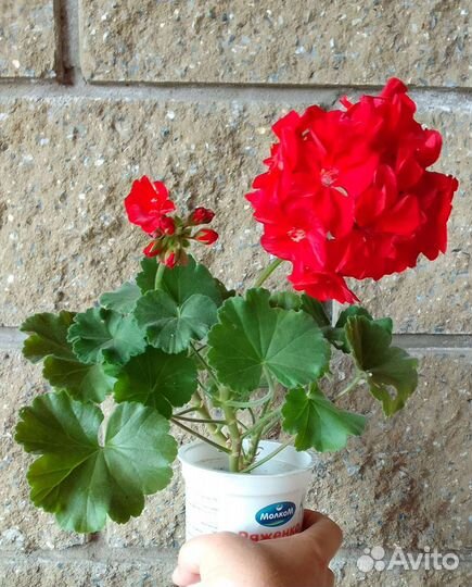 Пеларгония герань