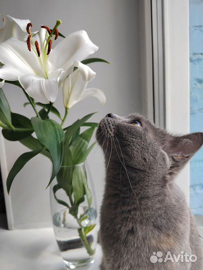 Передадим кошку в самые добрые руки