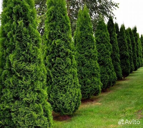 Туи зеленые