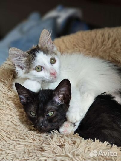 Красивые котятки в добрые руки