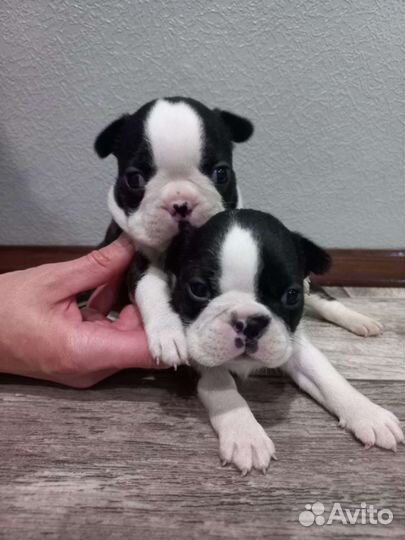 Бостон терьера щенки