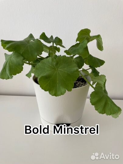 Пеларгония