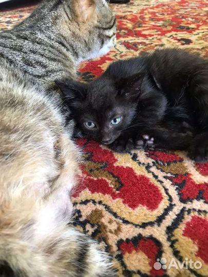 Кошки в добрые руки бесплатно