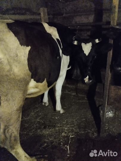 Продам коров