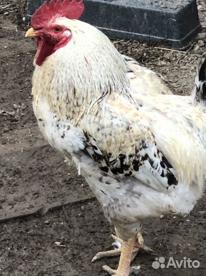 Продам Животных домашних