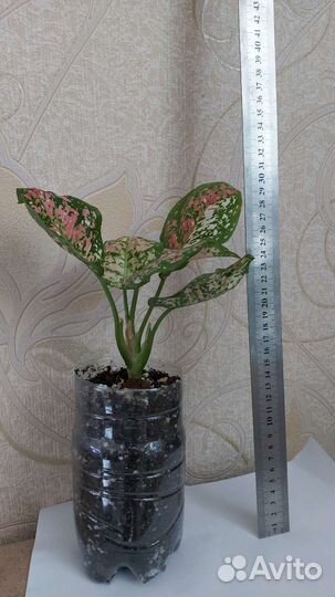 Аглаонема триколор